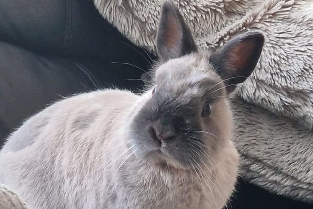 Jen Smith shared this photo of her rabbit Pebbles, a Netherland Dwarf.