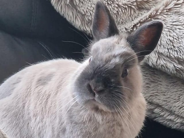 Jen Smith shared this photo of her rabbit Pebbles, a Netherland Dwarf.