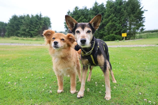 Ginny, 16, and daughter Zoey, 11, are on the lookout for a calm and peaceful retirement home. They are absolutely inseparable so would need adopters who can take them both. Ginny and Zoey are currently living off site in a foster home where their carer says they make wonderful company. They enjoy walks and are very much young at heart. They settle nicely together and can be left for short periods on their own.