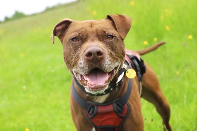 Bailey is a stunning six-year-old looking for a new home. He needs an active family who will enjoy doing lots of fun things with him as he loves to learn. He is worried by other dogs and will bark when he see’s them, but he’s very manageable and he happily wears his muzzle out and about.