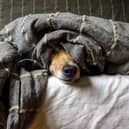 Dog snuggling under blanket
