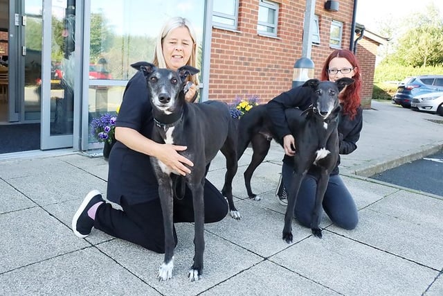 Brothers Jet and Nero are brothers and best friends. The six-year-old Greyhounds would suit a home with a family that loves the breed as they are after some human affection.