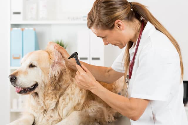 PDSA are highlighting the importance of recognising that our pets’ delicate ears (photo: Adobe)