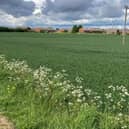 Around 1.3 million tonnes of limestone could be quarried from land next to homes on the Warwick Estate in Knottingley if proposals are approved by Wakefield Council