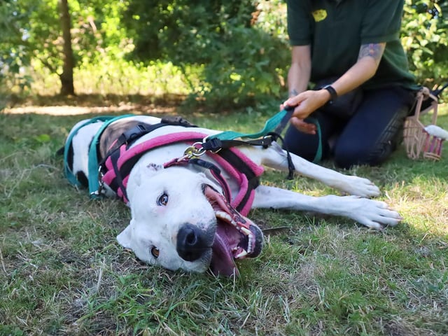Mila, a five year old Staffy Cross, was caught enjoying herself in a nice cool, shady spot! She’s such a goofball and loves a good roll in the grass. We had lots of fun with her and although she needs adopters who will continue her training, we can see what an amazing dog she’ll be in the right home.