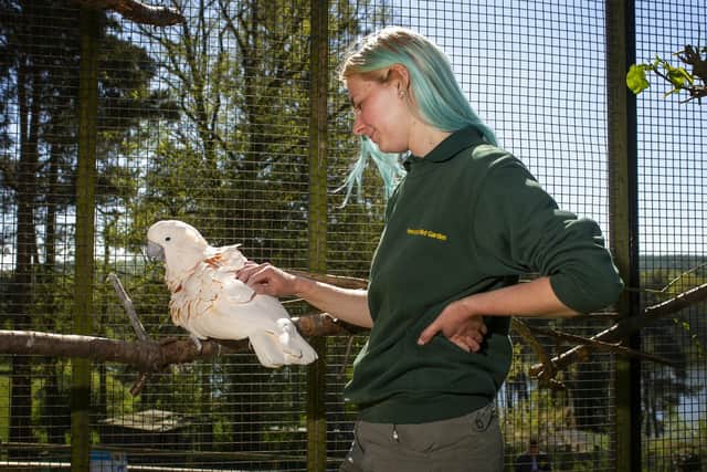 Bird keeper Aby Crake with a pink macaw at the bird garden at Harewood House