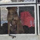 Dogs on a truck in Morocco - Animal News Agency