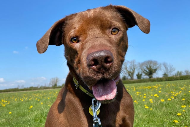 Six-year-old Shar Pei crossbreed Rocket has been doing excellently in his training with Dogs Trust. He would make a loyal companion for a family willing to get to know him before he moves into his new home.