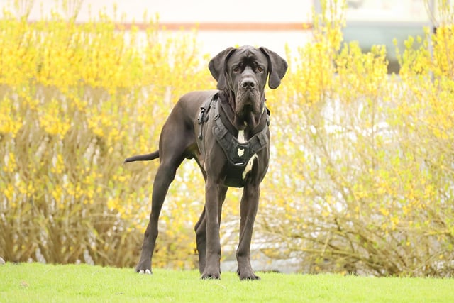 Lenny is an adorable two-year-old Great Dane. He is looking for a home where his new adopters will be around all the time initially to help him adjust to his new environment and then with time and patience, gradually build up the time that he can be left. He has shown previously that he prefers a calm environment without children.
Lenny is a real gentle giant! He can be quite a shy boy in new environments, but he loves his walkies in quieter areas. He loves his food, and he is really clever so he will be great to do some fun training with. He is already fully housetrained. He's a very playful lad and likes bouncing around with soft toys!