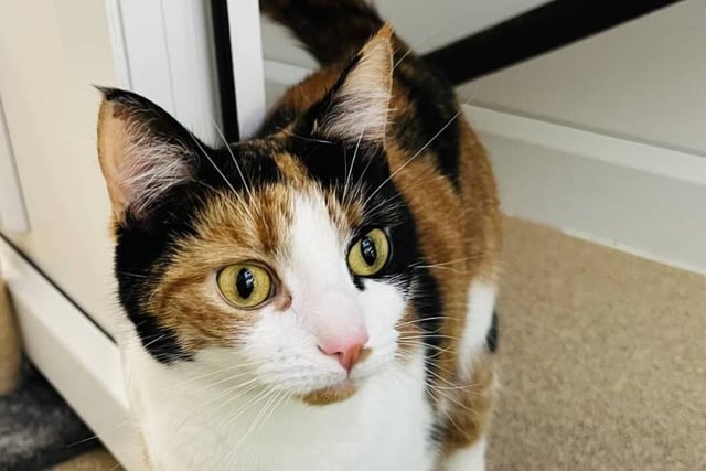 Aleena is a tortoiseshell domestic short hair cat who loves plenty of attention and strokes. Aged around 2.5 years, she would be more comfortable being the only cat and having owners who are around for a good part of the day.