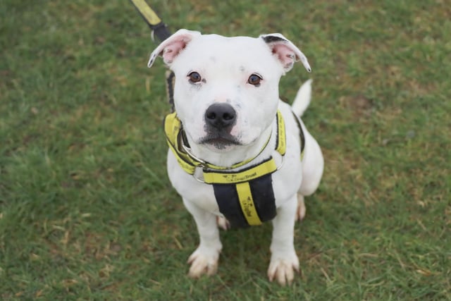 Keely is a fun loving six-month-old Staffy. She has not had the best start in life so will need adopters who are happy to do some further training. Keely is a friendly girl who loves a fuss but can get a little OTT. Keely could live with older children who are used to bouncy young dogs.
Keely could live with a dog who would be a good role model. She will need all basic training which we have started at the centre,  plus house training. Keely will make a fabulous addition to the right family.