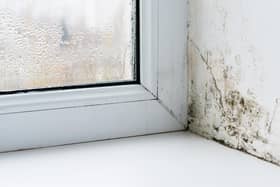 Damp and mould in the home pose a considerable threat to both the structure of the home and the health of households.
