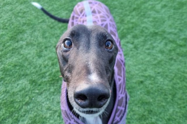Greyhound, 4 years old.
Prince is a sweet and gentle male Greyhound who is a real sleepy head. He would prefer his new home to have a quiet setting, where he can spend his days relaxing. He would like to live with adults in his new home and should have a garden for zoomies.