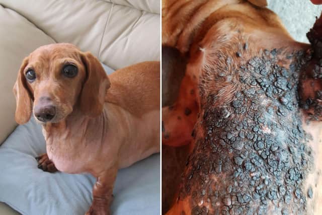 Sausage dog Lily was plagued by painful tumours, but was transformed by surgeons in Wakefield to the delight of owners.