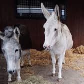 Three beach donkeys join Meanwood Valley Urban Farm for a few months this winter.