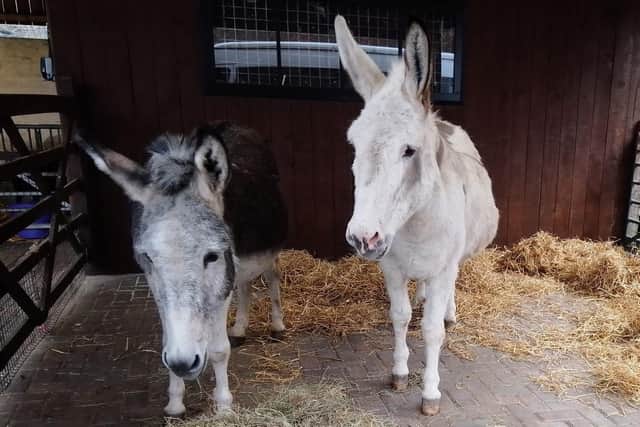 Three beach donkeys join Meanwood Valley Urban Farm for a few months this winter.