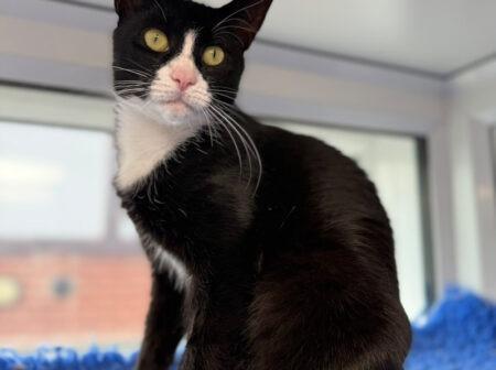 One-year-old Peggy came into Branch care from a home where she was living with 46 other cats and kittens in very poor conditions. She is looking for a calm, patient family who will let her settle at her own pace and people who understand that she enjoys affection on her terms. She would also like plenty of comfy spots to relax and watch the world outside.