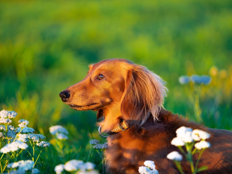 Over 10,000 Dachshund (Miniature Long Haired) were registered in the UK last year. It is said to be calmer than either the Smooth or the Wire haired varieties, the minature long haired Dachshund still retains the independent nature of the breed.