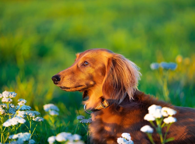 Over 10,000 Dachshund (Miniature Long Haired) were registered in the UK last year. It is said to be calmer than either the Smooth or the Wire haired varieties, the minature long haired Dachshund still retains the independent nature of the breed.