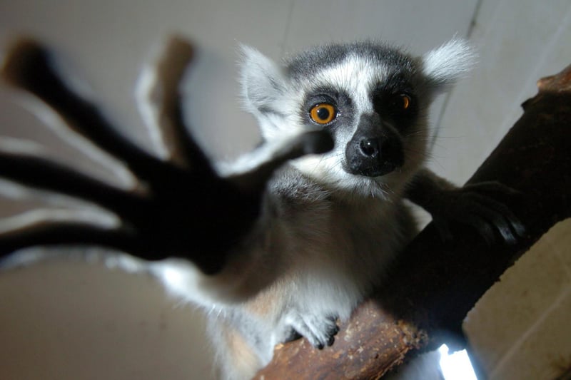 One of the ring-tailed lemurs in 2006.