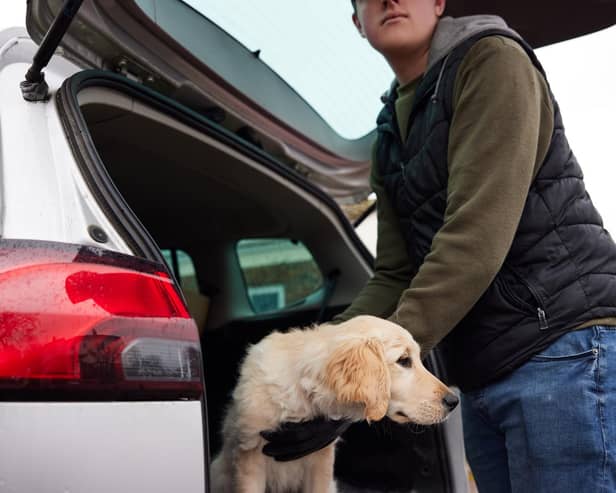 A new report has found that over 20,000 dogs have been stolen in the UK between 2014 and 2024.
