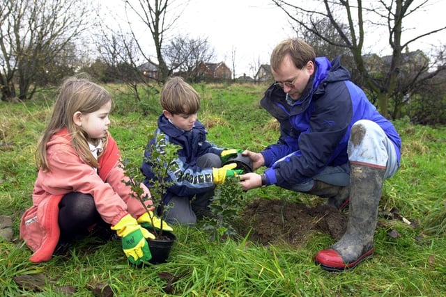 Community nature conservation officer Richard Lancaster plants some holly trees with Romy Lees and Oliver Ainsworth at the Millennium Park behind Elmfield Infant and Nursery School.