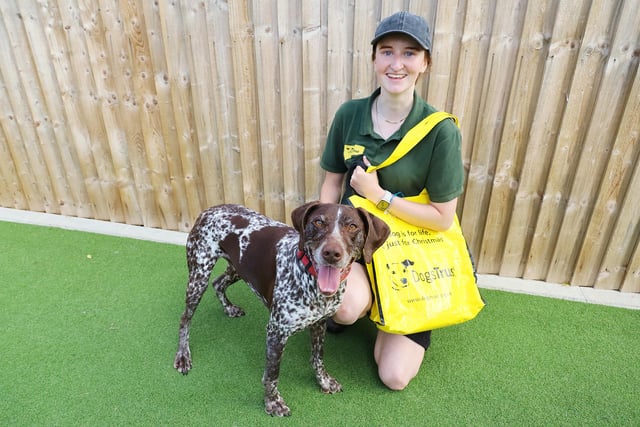 Six-year-old Pointer Tilly was one of 61 adoptions completed in July. There have been a mix of breeds, ages and sizes, but all are settling into their new homes.