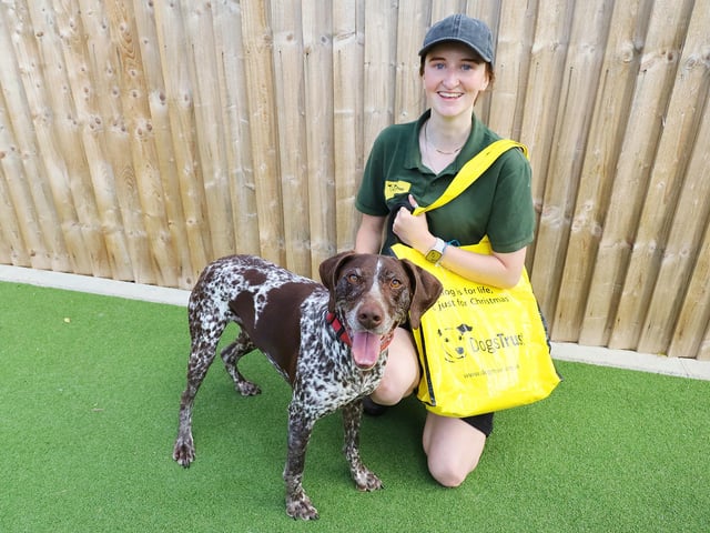 Six-year-old Pointer Tilly was one of 61 adoptions completed in July. There have been a mix of breeds, ages and sizes, but all are settling into their new homes.