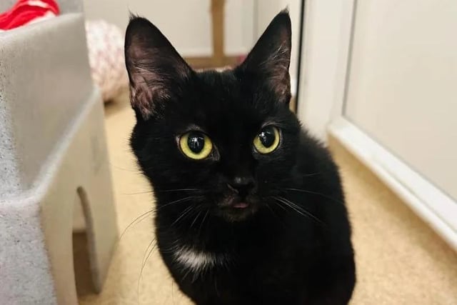 Scruffy is a two-year-old who is well-groomed with a silky coat and stunning yellow eyes. She would suit a quiet, adult home and with those who are experienced with cats.