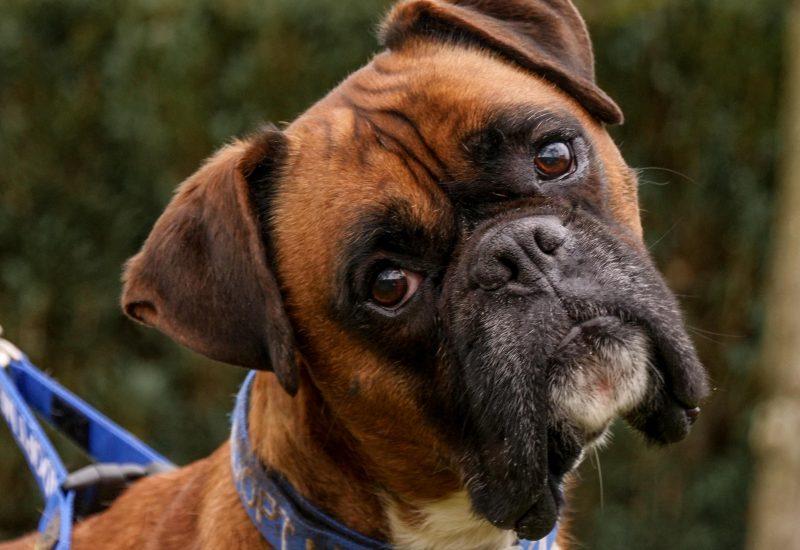 Meet Rupert, a six-year-old  male Boxer.
Rupert has a fantastic character, he is a playful boy who is always up to mischief. He is funny and boisterous, an absolute gem. Rupert will require training in most areas and gets easily distracted, so his recall isn’t the best. He loves his walks and being out and about and certainly doesn’t act his age. Rupert would definitely benefit living with an active family and someone who can be at home most of the time.Rupert is a special boy who has lots of love to share.
He  may live with cats, dogs and secondary school age children.
To adopt Rupert see: https://rspca-radcliffe.org.uk/animal/rupert/