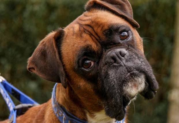 Meet Rupert, a six-year-old male Boxer.
Rupert has a fantastic character, he is a playful boy who is always up to mischief. He is funny and boisterous, an absolute gem. Rupert will require training in most areas and gets easily distracted, so his recall isn’t the best. He loves his walks and being out and about and certainly doesn’t act his age. Rupert would definitely benefit living with an active family and someone who can be at home most of the time.Rupert is a special boy who has lots of love to share.
He may live with cats, dogs and secondary school age children.
To adopt Rupert see: https://rspca-radcliffe.org.uk/animal/rupert/