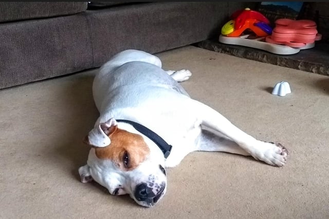 We got sent this adorable photo of Kyle, a seven-year-old Staffy who is clearly enjoying life in his foster home! He’s quite a worried boy who finds the world quite a scary place, but when he’s in a good routine and with people he has a bond with, he is such a sweetheart. Although he’s doing great in his foster home, the team would love for him to find his forever home soon.
The Leeds rehoming centre are also currently looking to recruit new foster carers who can take a dog in need into their home temporarily until they find their forever home. To find out more email HFHLeeds@dogstrust.org.uk