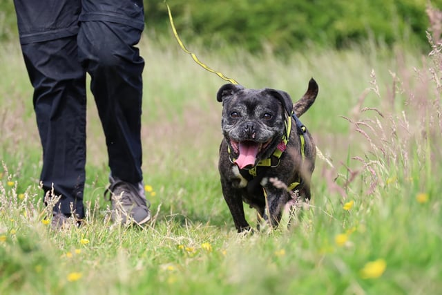 Maggie was seen enjoying a nice long walk in the sunshine. She’s a 12 year old Staffy Cross who loves her walkies and although she prefers to stay away from other dogs, she loves making friends with people.
She’d love to find a new home with an active family where she’ll be the only pet. Kids over 14 will be fine.