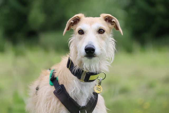 Four-year-old Noah is a Lurcher who loves a walk. He would need to be the only pet in the home and children would not suit him, although confident teenagers would be fine. Noah is fully house trained and would make the perfect house guest. He would need an enclosed garden and for his adopters to visit him a few times at the centre before heading to his new home.