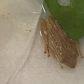 The African Reed frog has been taken into the care of Rufford Park Primary's administrator Frankii Greenwood. Photo: Rufford Park Primary