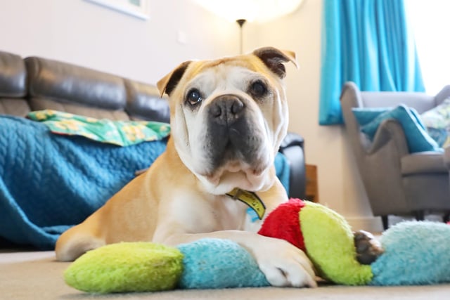 Shadrach, a 12-year-old Shar Pei Cross, is clearly loving life in his foster home! He arrived at the centre after being found as a stray and needing urgent medical attention. Following surgery, he has been recovering in a foster home where his carer says he’s being the perfect house guest! 
Although he’s perfectly happy with his foster carers, he’d love to find his permanent forever home soon.