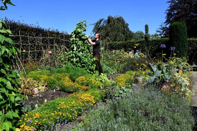 Ben Preston Head Gardener at  York Gate  garden at Adlke in Leeds teniding some runner beans in the vegetable garden
