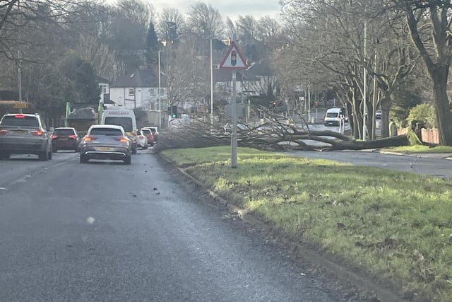 Jessica Wilson shared this picture of a tree blocking Scott Hall Road. It's one of a number of trees to have caused disruption for drivers in Leeds as a result of Storm Otto.
