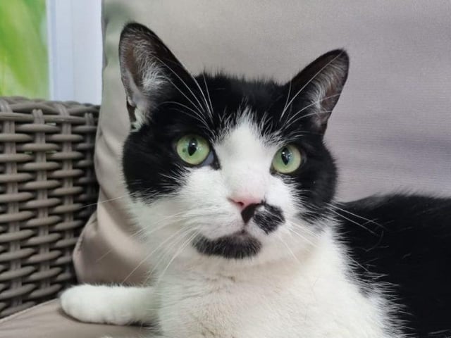 Meet Splodge, a domestic short haired four-years-old male. He is a very handsome boy, who enjoys company but not necessarily a cuddle. He is a placid chap once he feels settled but can be shy and spooked in new surrounding and people he doesn’t know. For this reason, Splodge needs an experienced cat owner who will allow him to settle in his own time.
He may live with dogs, cats and secondary school age children
To adopt him see: https://rspca-radcliffe.org.uk/animal/splodge/