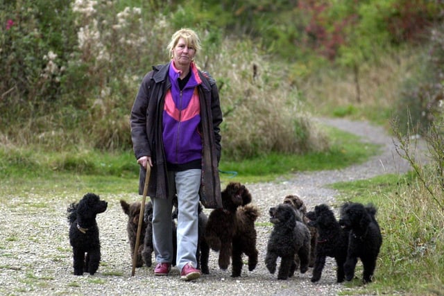 Rosemary Ismond was left devastated in October 2003 after one of her 11 toy poodles, pictured on a walk near Middleton Park, went missing.