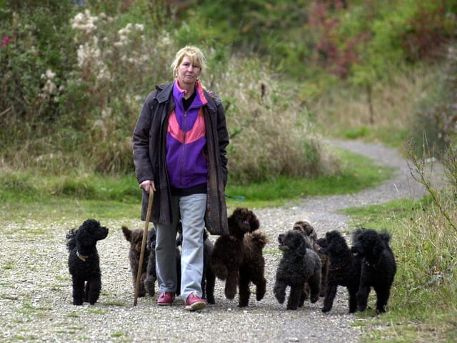 Rosemary Ismond was left devastated in October 2003 after one of her 11 toy poodles, pictured on a walk near Middleton Park, went missing.
