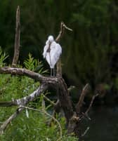 Young Spoonbills at Fairburn Ings, near Leeds.