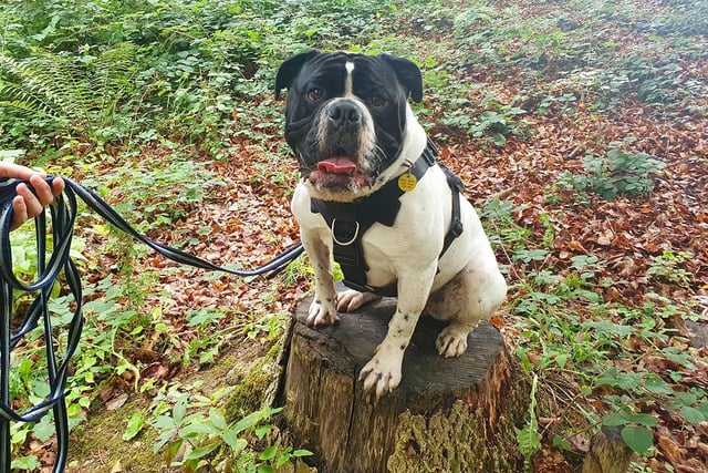 The team always goes the extra mile for the dogs in their care, and one way they give extra to the longer-term residents is taking them off-site for exciting walks or days out. This week we joined Bronson and his handler for a lovely woodland walk. He absolutely loved sniffing out exciting smells and had loads of fun in a little stream! He’s an 18 month old Bulldog who’s been waiting to find his forever home for a while now due to some medical needs, but he’s a fantastic lad with quite a zest for life! Hopefully he’ll soon find his special someone.