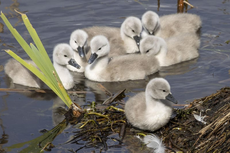 Cygnets at the central loch in the Stirling University campus bask in the warm Bank Holiday sunshine this weekend