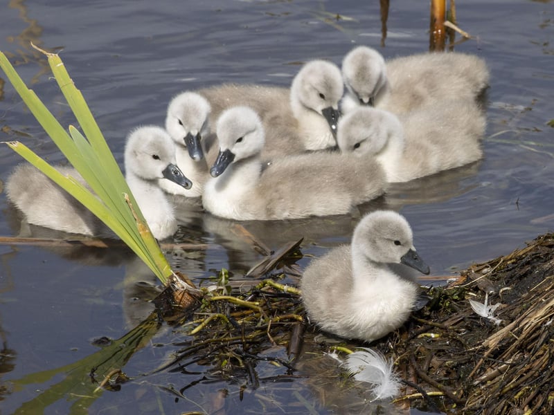 Cygnets at the central loch in the Stirling University campus bask in the warm Bank Holiday sunshine this weekend