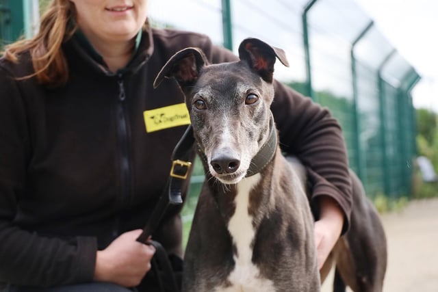 Six-year-old Suzy is an ex-racing Greyhound who is looking for her forever home. She would be fine with high-school aged kids who are comfortable around larger dogs. She would also be happy to share her home with a similar dog. Suzi is sweet-natured, loves to snooze and would make the perfect family pet.
