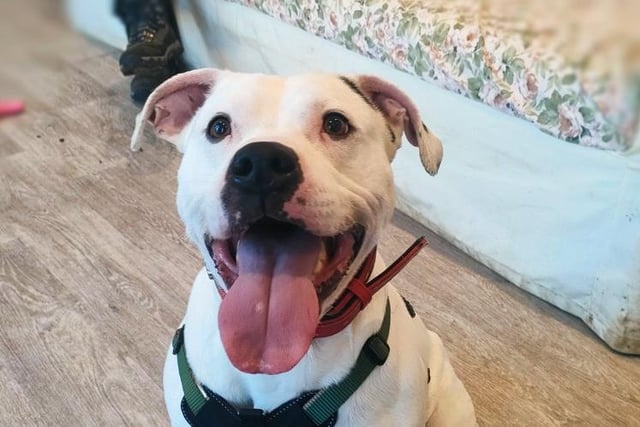 A Staffie Cross with bundles of energy, three-year-old Zeus loves playing games with the trainers at the RSPCA. He is looking for an experienced family who can keep up with that training and offer lots of unconditional love.