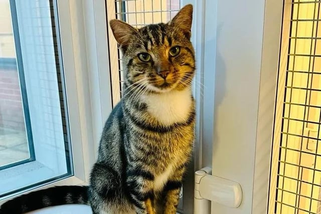 Toby is a three-year-old tabby who loves company. He would suit a cat-savvy family who would be happy to accept my cheeky ways and keep him entertained. He'd prefer to be the only cat in the home.