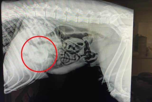An X-ray shows the top of a hard round rubber toy in Monty's intestines