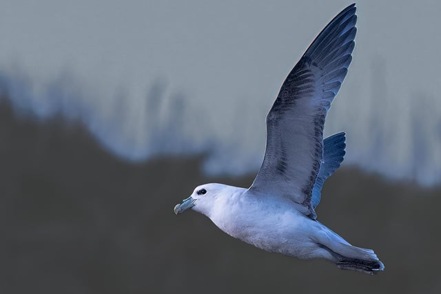 A fulmar pictured in action at Marsden.